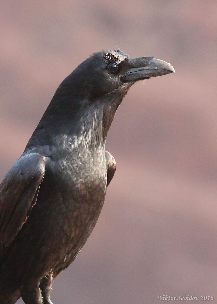 Ворон.(лат. Corvus corax)
