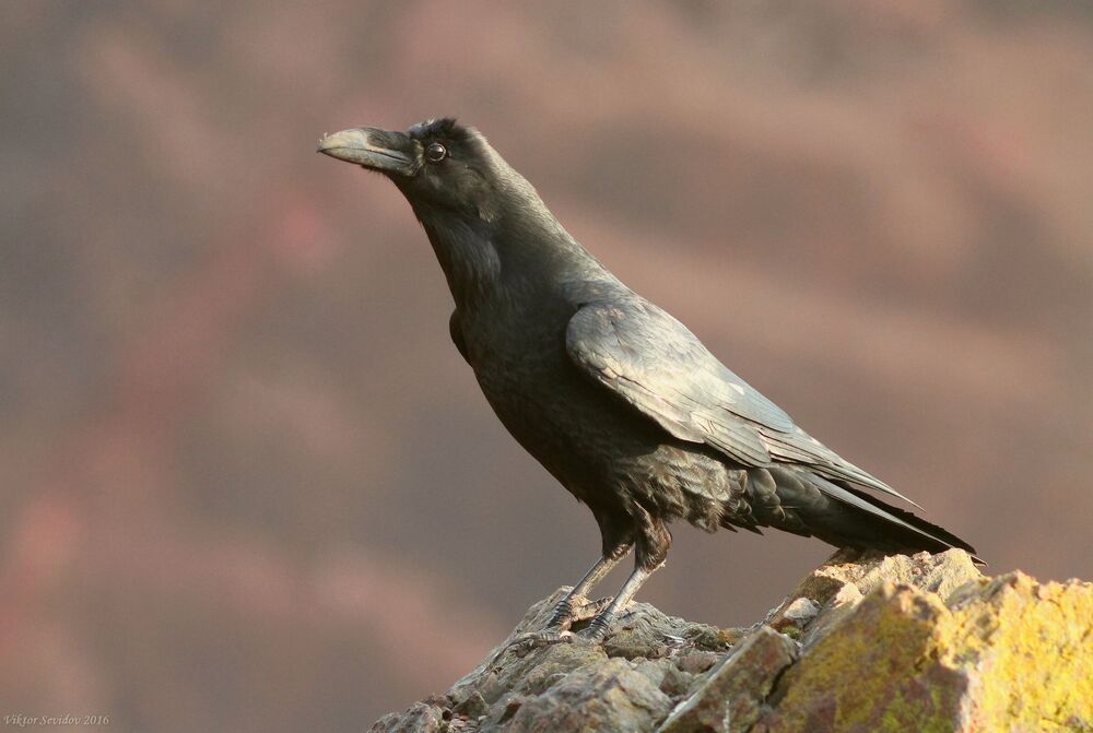 Ворон.(лат. Corvus corax)