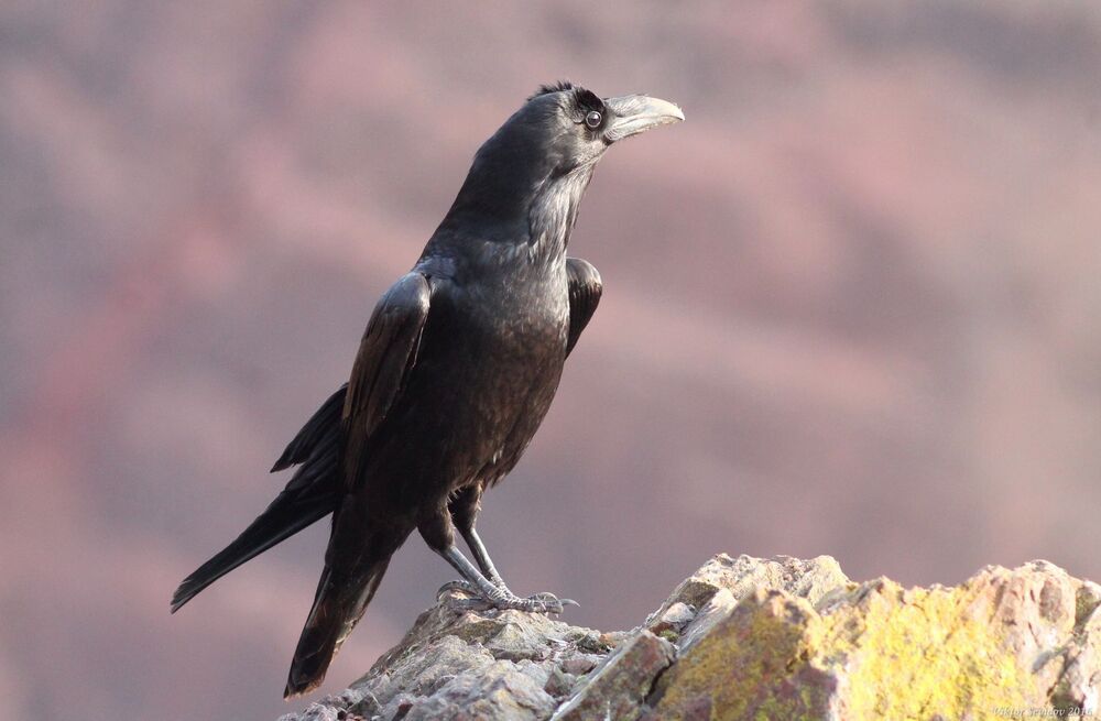 Ворон.(лат. Corvus corax)