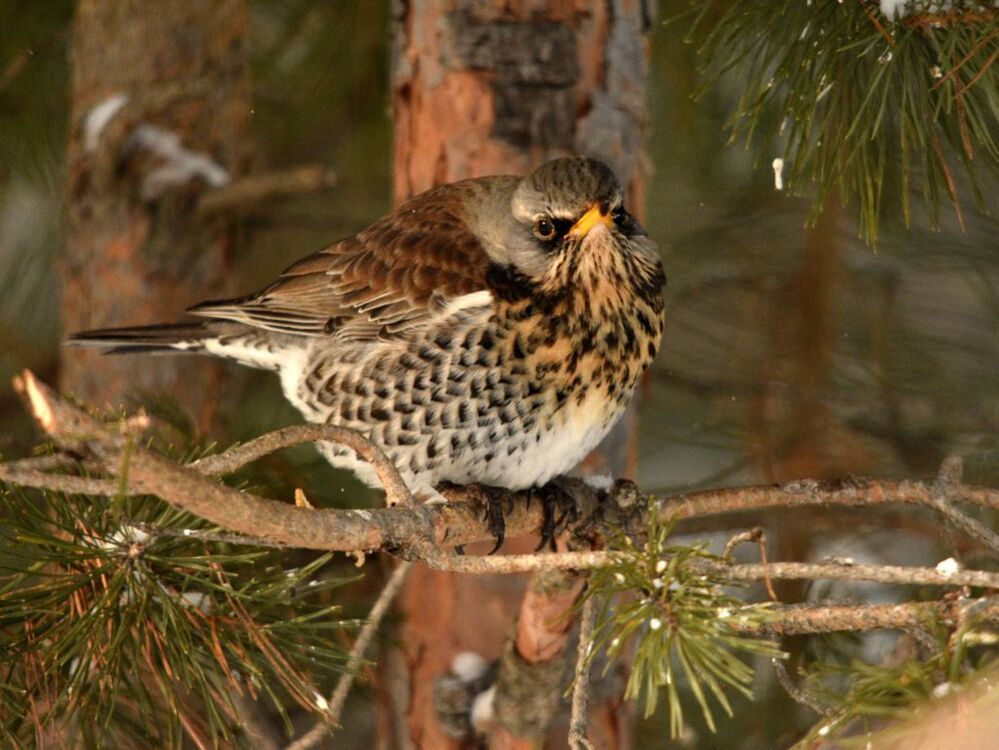 Дрозд-рябинник