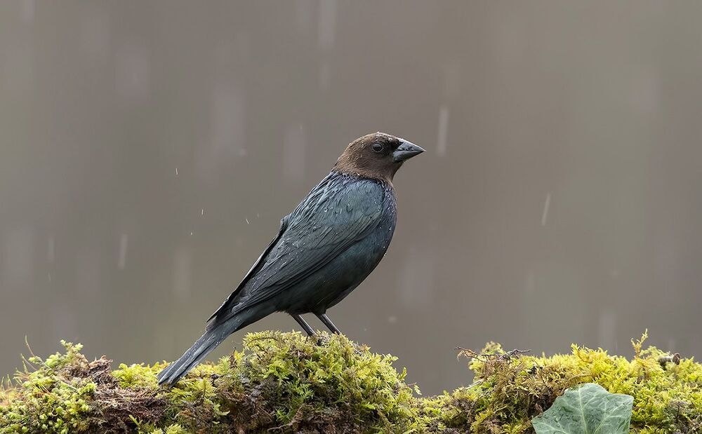 Буроголовый коровий трупиал - Brown-headed Cowbird