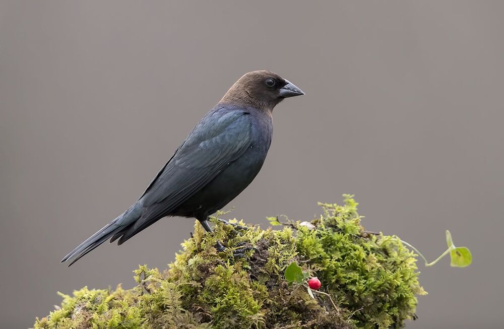 Буроголовый коровий трупиал - Brown-headed Cowbird