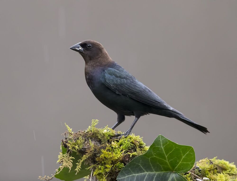 Буроголовый коровий трупиал - Brown-headed Cowbird