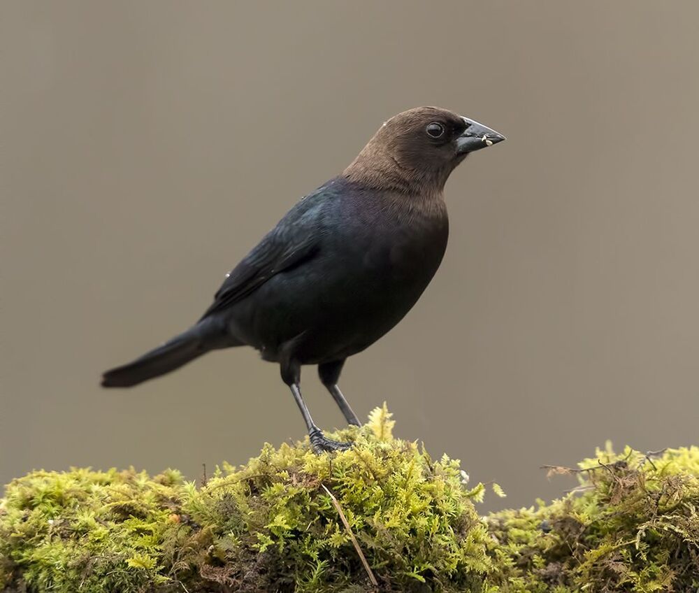 Буроголовый коровий трупиал - Brown-headed Cowbird