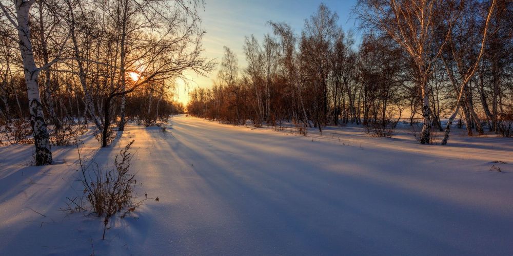 Вечер в березовой роще