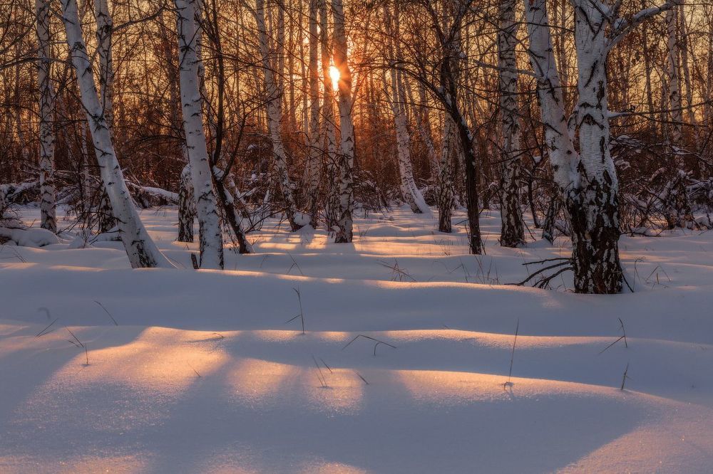 Вечер в березовой роще