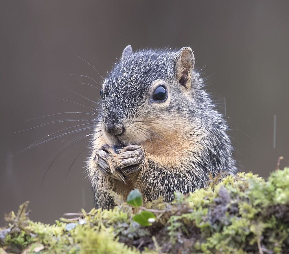 Лисья белка - Fox Squirrel