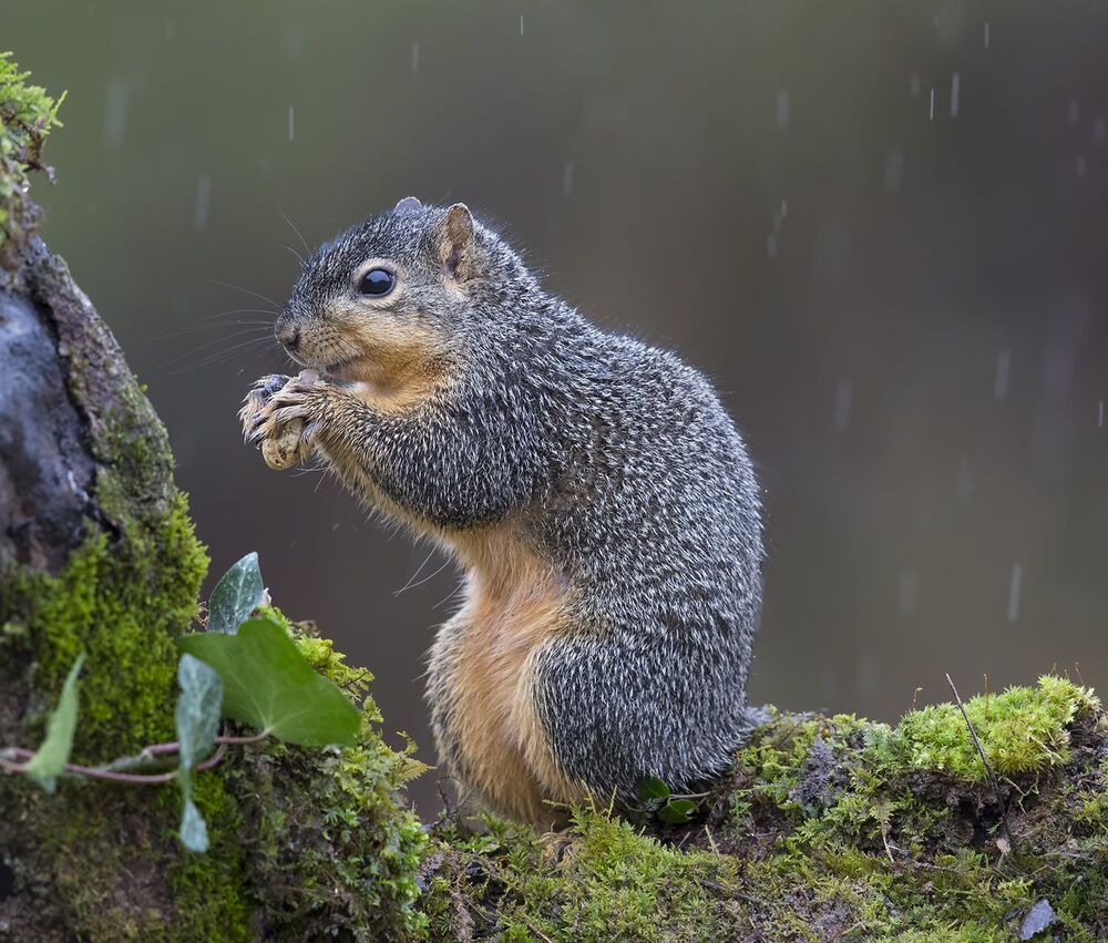 Лисья белка - Fox Squirrel