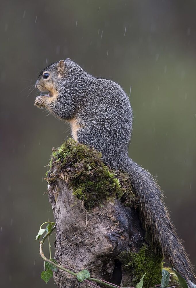 Лисья белка - Fox Squirrel
