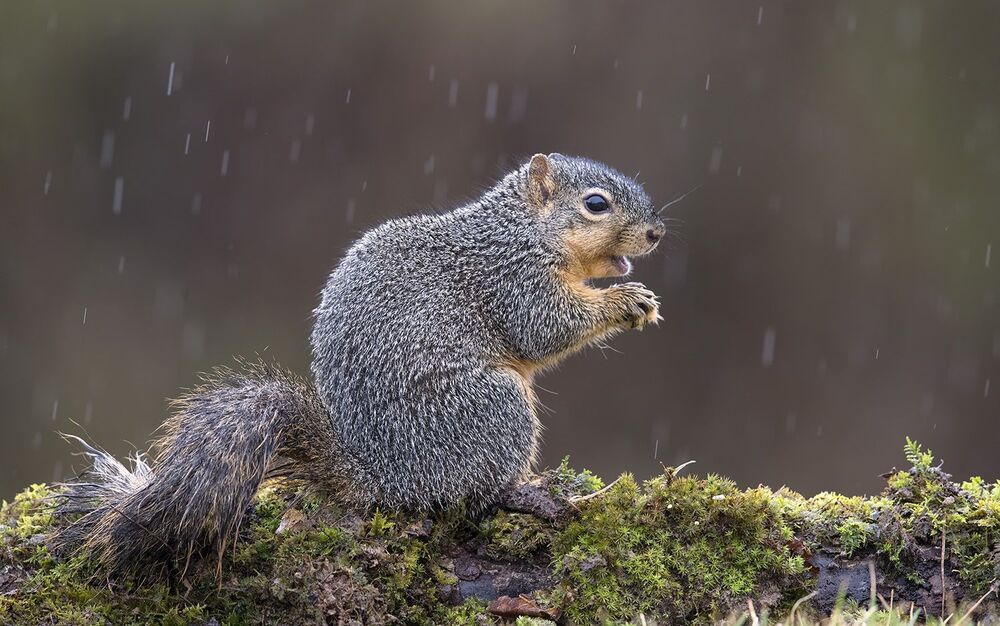 Лисья белка - Fox Squirrel