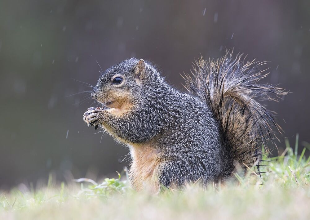 Лисья белка - Fox Squirrel