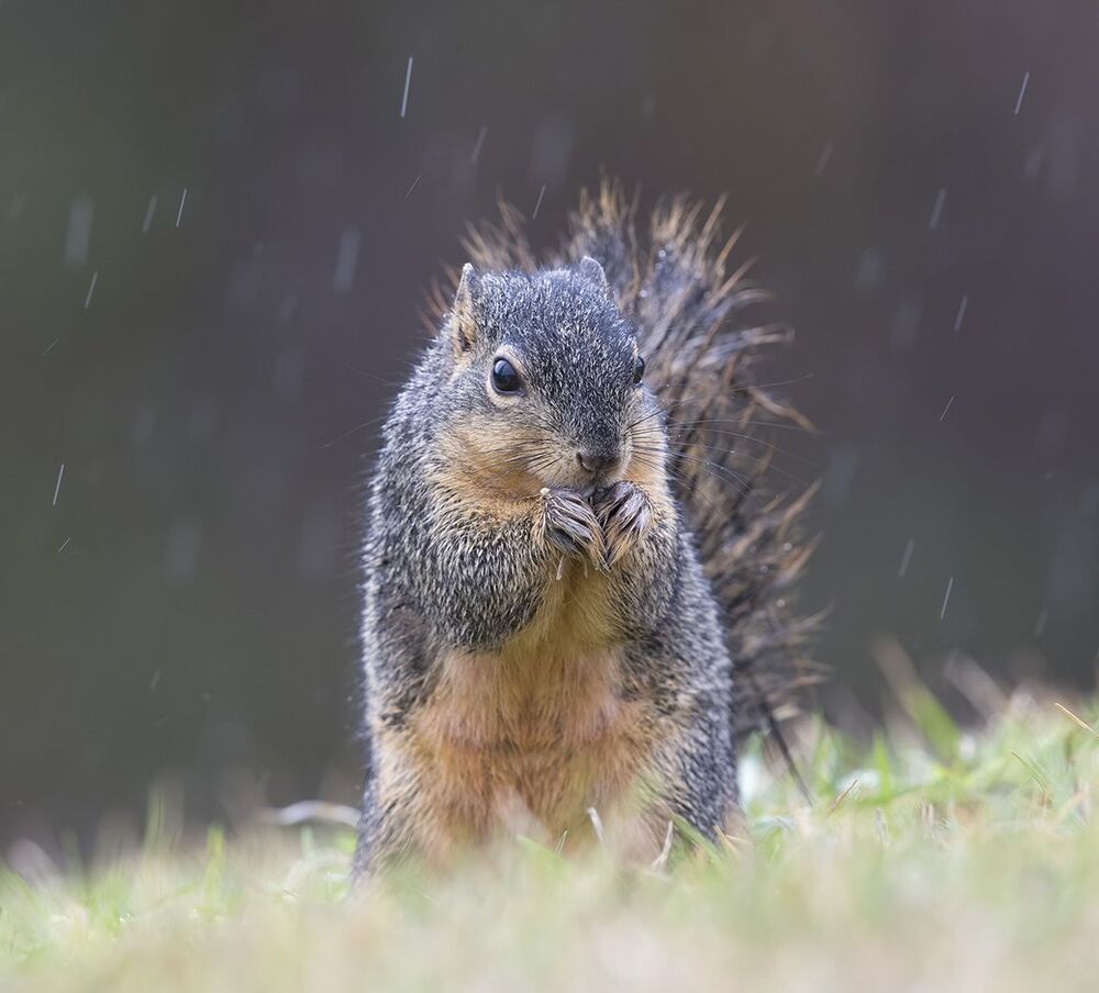 Лисья белка - Fox Squirrel