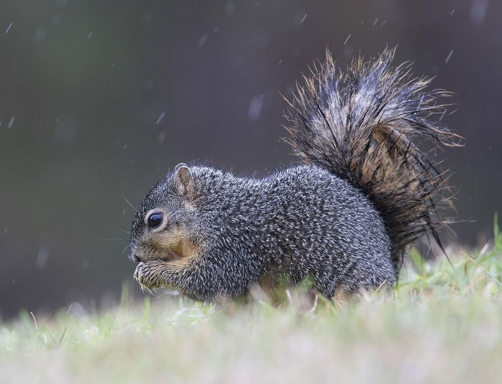 Лисья белка - Fox Squirrel