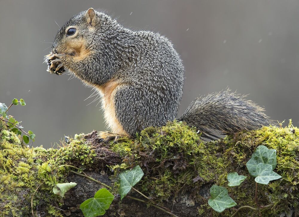 Лисья белка - Fox Squirrel