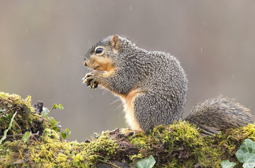 Лисья белка - Fox Squirrel