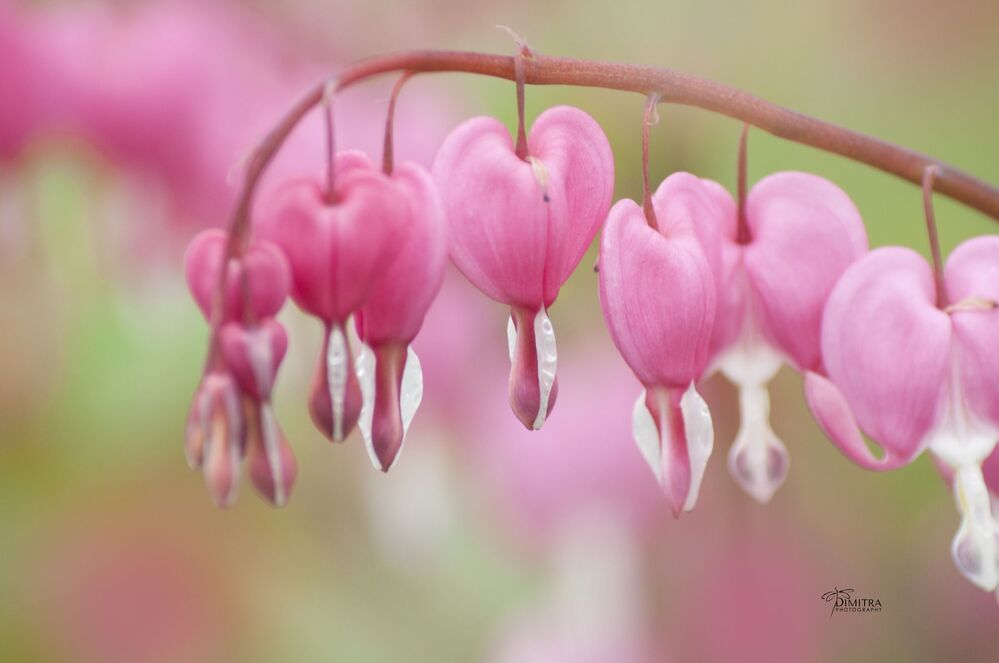 Дамское сердце,Дицентра великолепная, Bleeding hearts