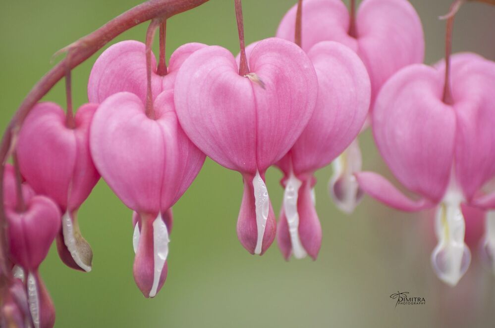 Дамское сердце,Дицентра великолепная, Bleeding hearts