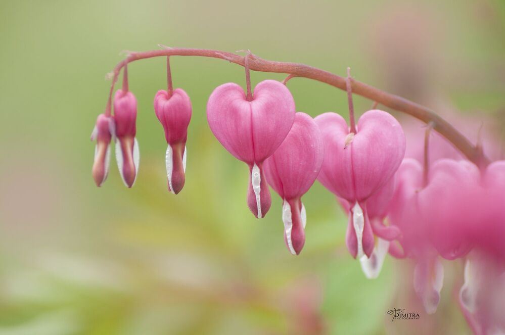 Дамское сердце,Дицентра великолепная, Bleeding hearts
