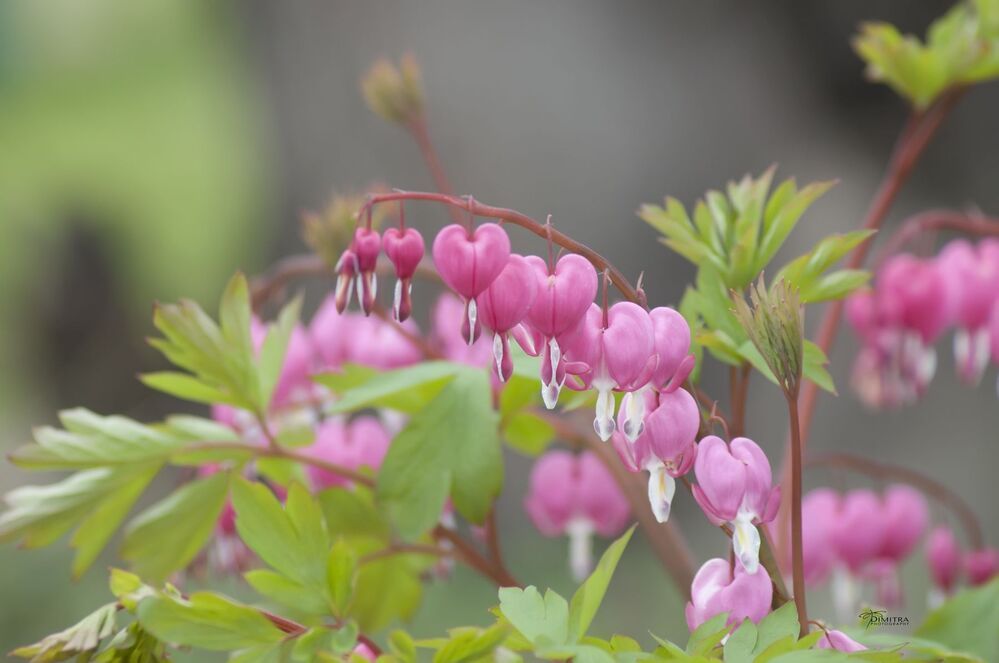 Дамское сердце,Дицентра великолепная, Bleeding hearts