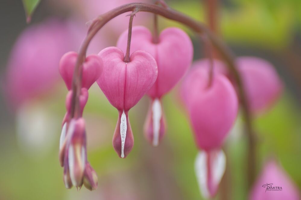 Дамское сердце,Дицентра великолепная, Bleeding hearts