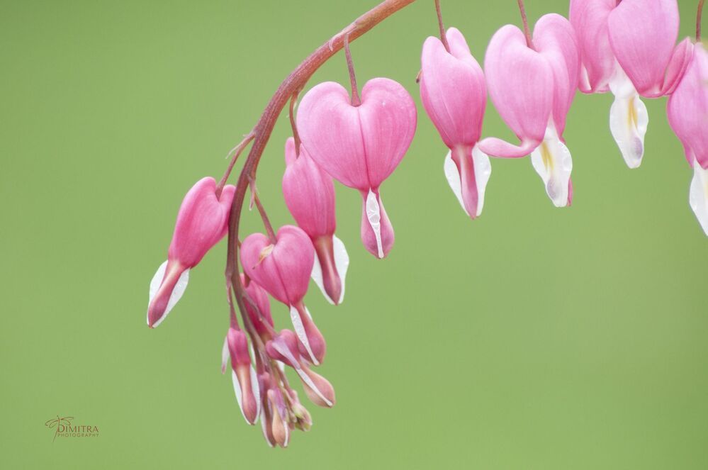 Дамское сердце,Дицентра великолепная, Bleeding hearts
