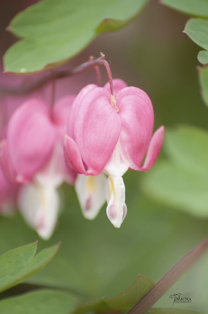 Дамское сердце,Дицентра великолепная, Bleeding hearts