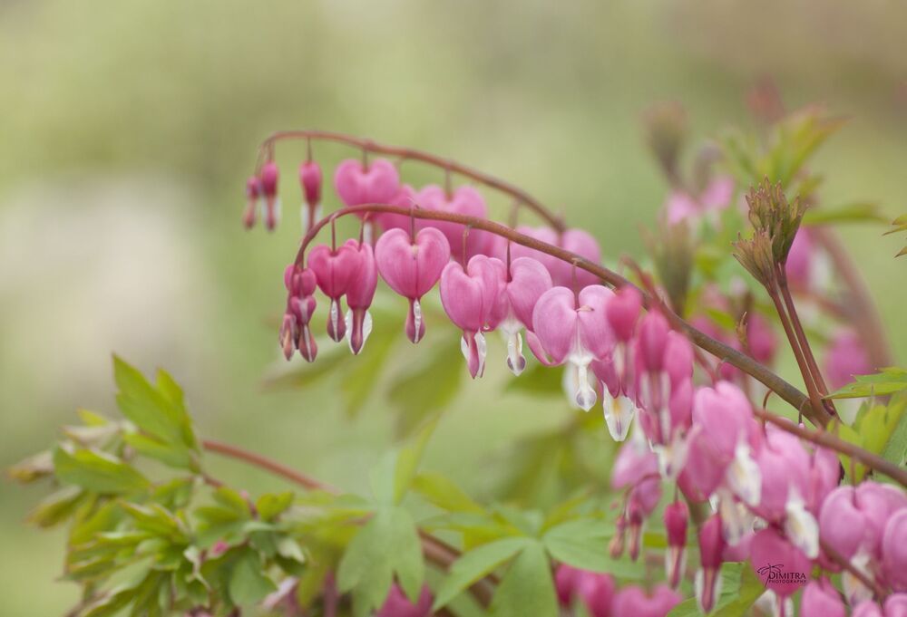 Дамское сердце,Дицентра великолепная, Bleeding hearts