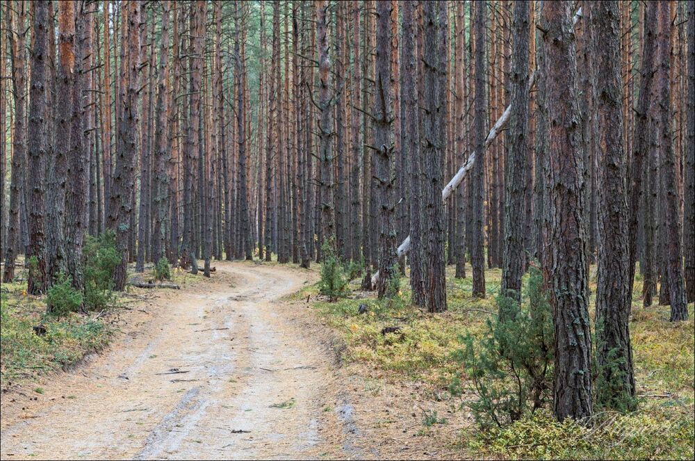 Краса соснового бора в октябре