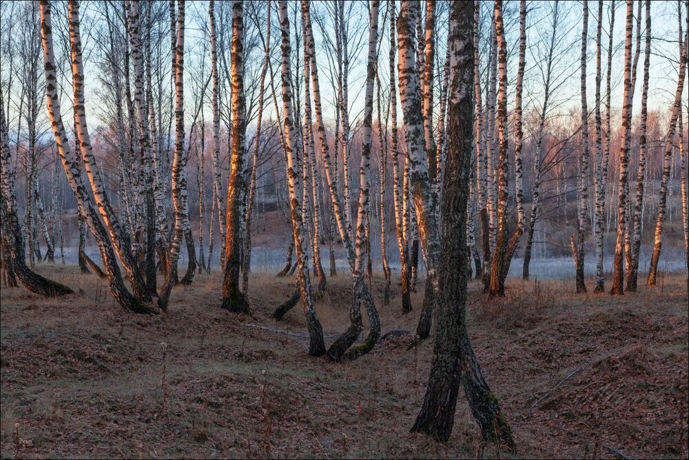 Краски морозного утра в берёзовой роще