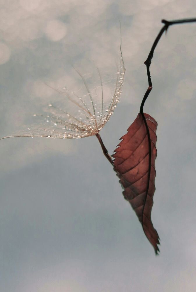 Photo 1064085