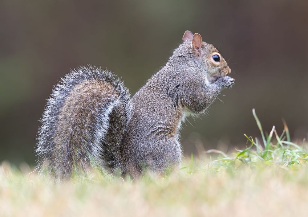 Gray squirrel - Каролинская белка