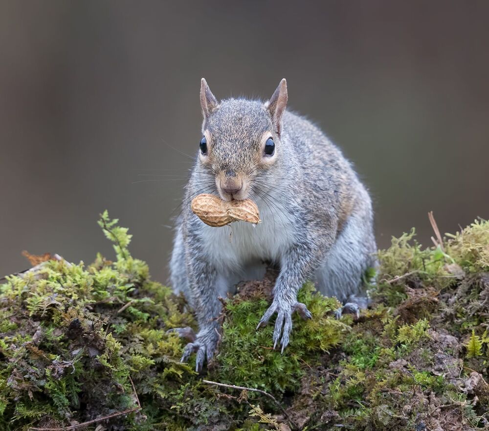 Gray squirrel - Каролинская белка