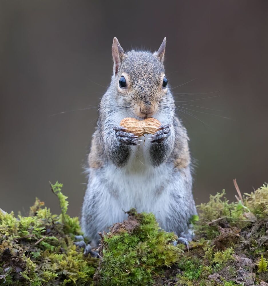 Gray squirrel - Каролинская белка