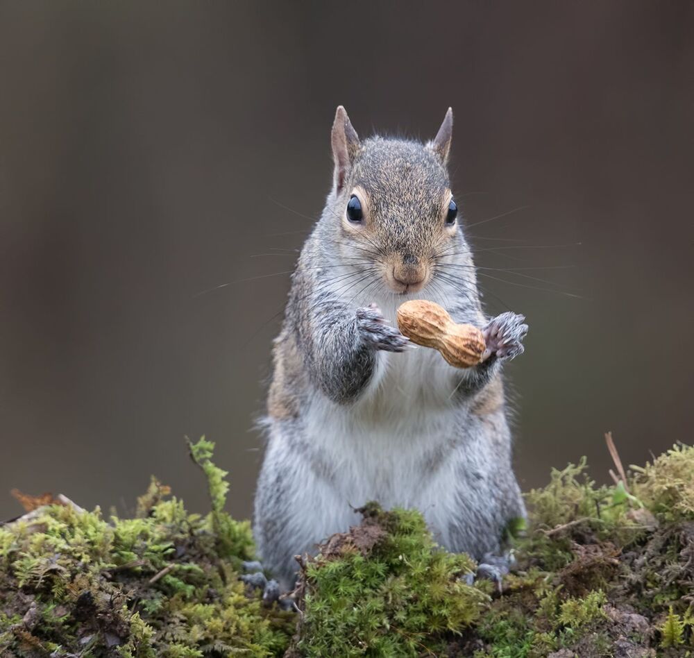 Gray squirrel - Каролинская белка