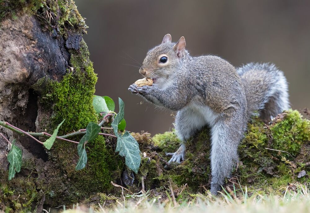 Gray squirrel - Каролинская белка