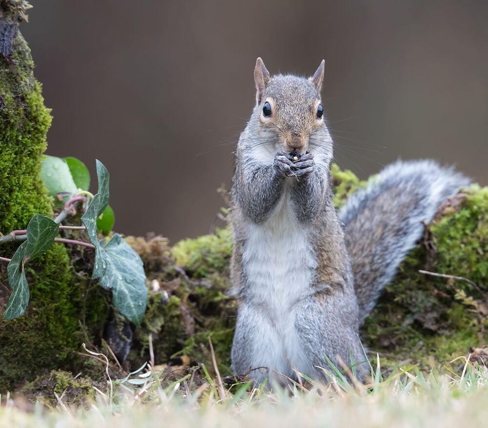 Gray squirrel - Каролинская белка