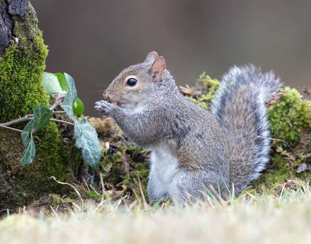 Gray squirrel - Каролинская белка