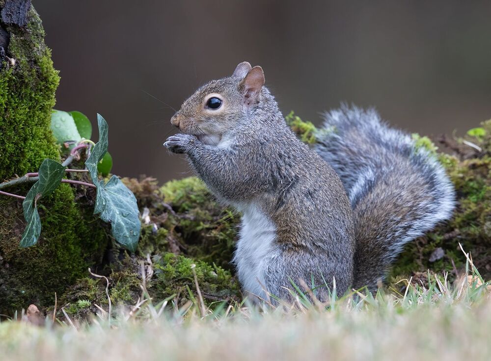 Gray squirrel - Каролинская белка