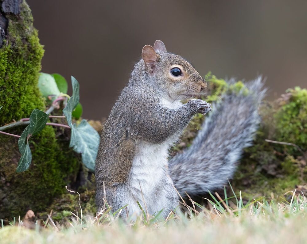 Gray squirrel - Каролинская белка