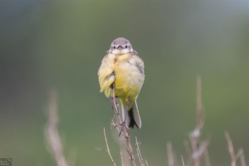Child of the Western yellow wagtail