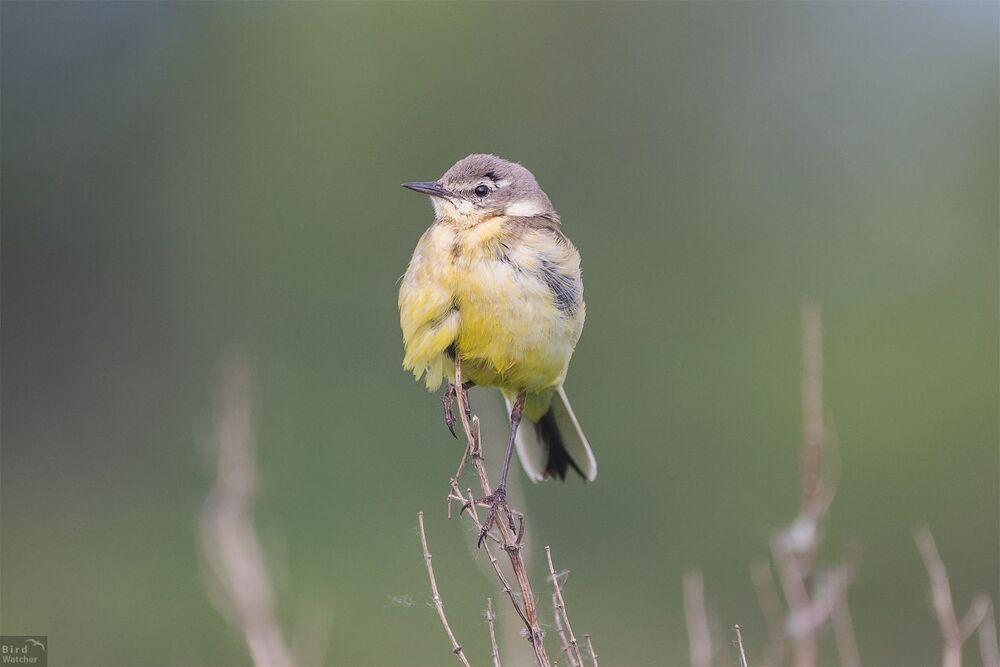 Child of the Western yellow wagtail