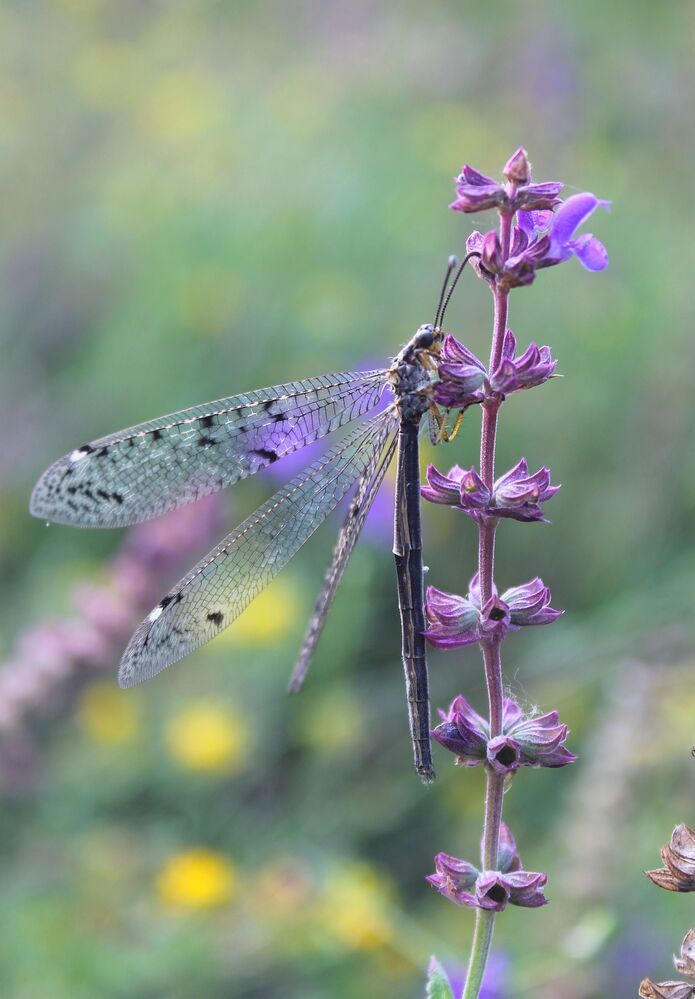 Муравьиный лев (лат. Myrmeleontidae)