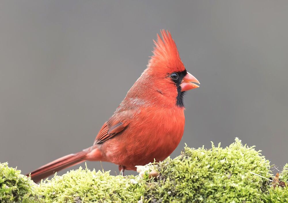 Красный кардинал - Northern Cardinal
