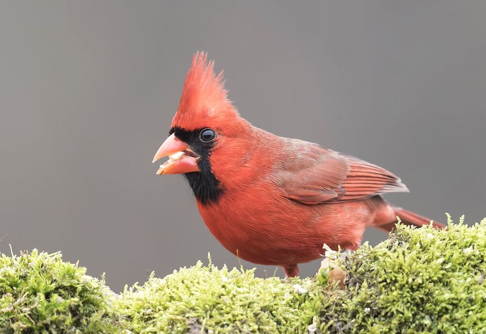 Красный кардинал - Northern Cardinal