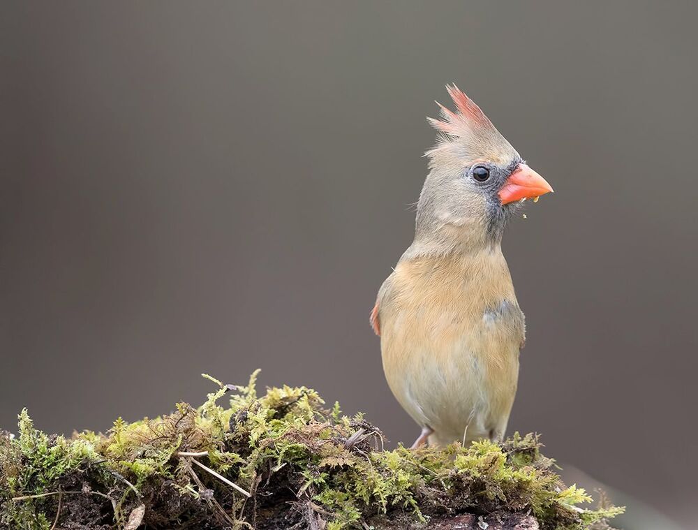 Красный кардинал - Northern Cardinal