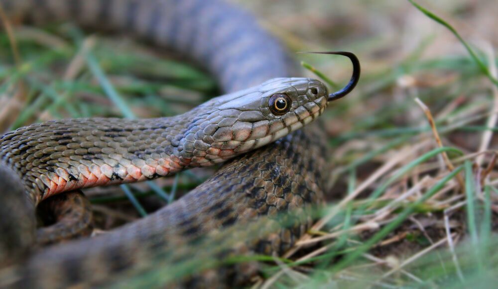 Водяной уж.(лат. Natrix tessellata)