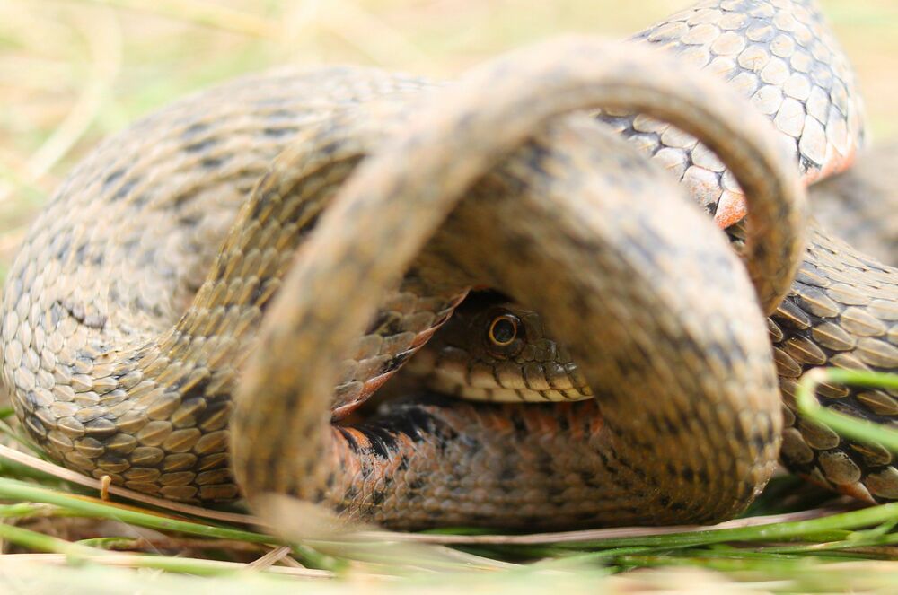 Водяной уж.(лат. Natrix tessellata)
