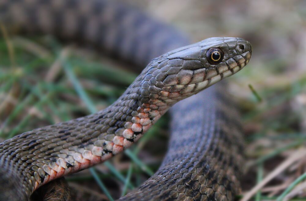 Водяной уж.(лат. Natrix tessellata)