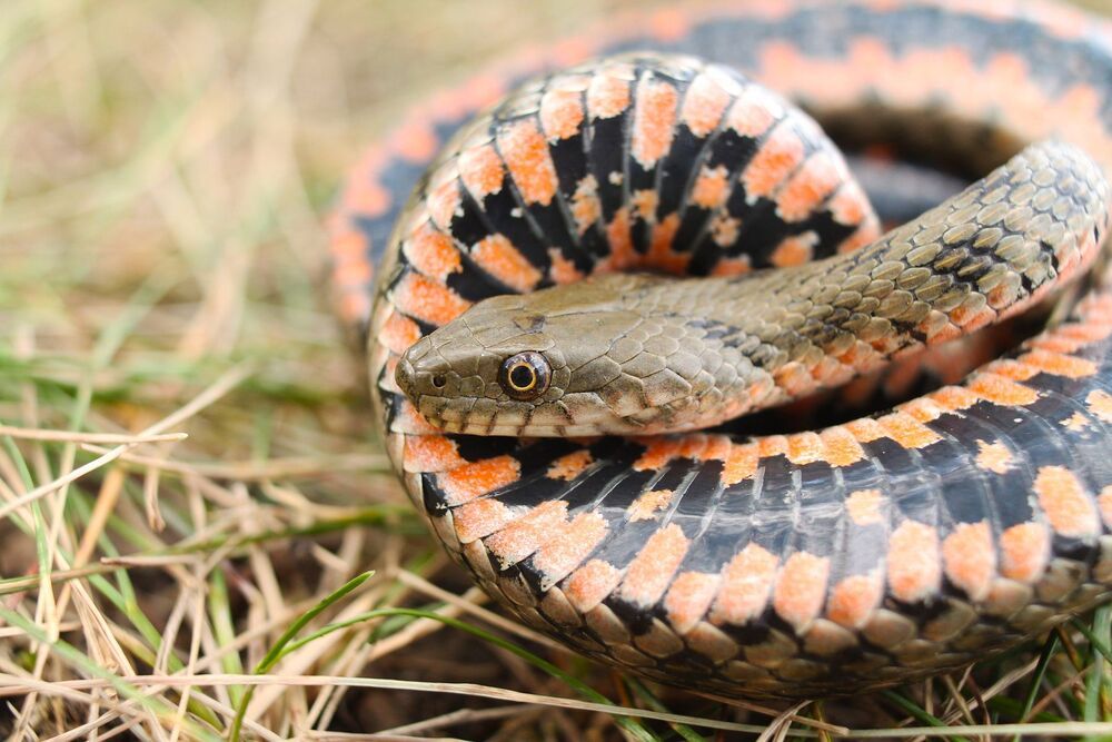 Водяной уж.(лат. Natrix tessellata)
