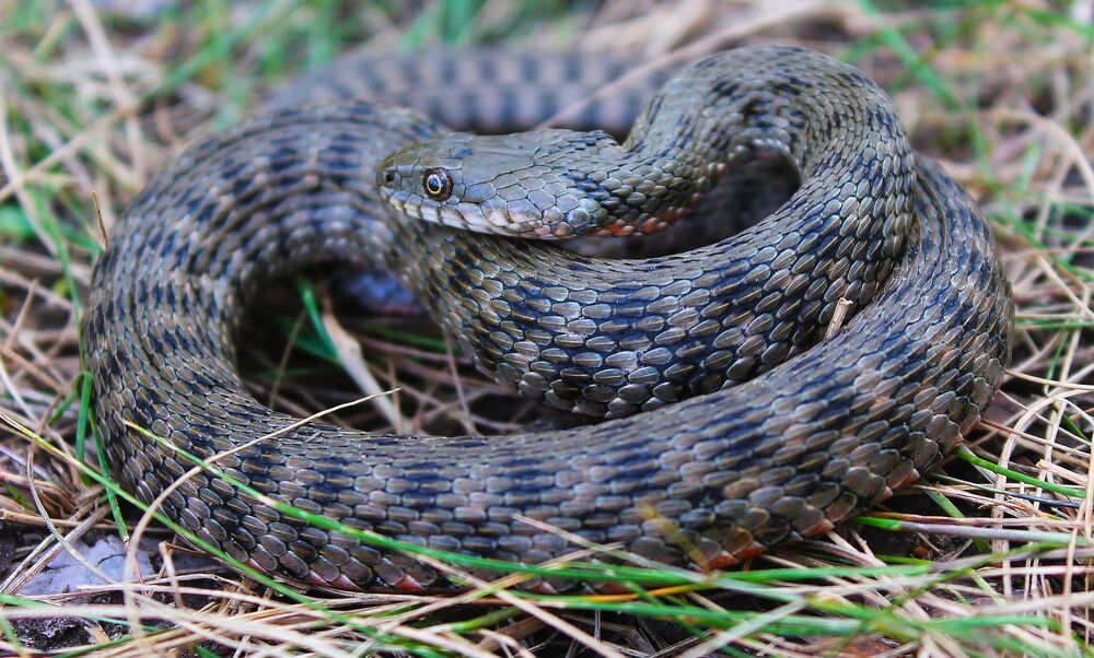 Водяной уж.(лат. Natrix tessellata)